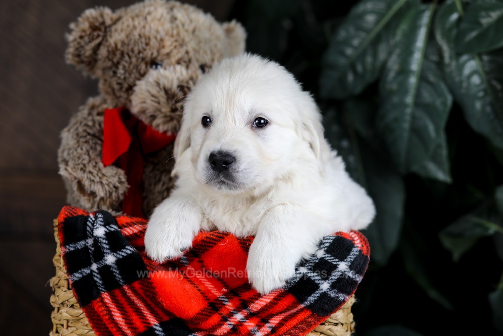 Boone Image of Boone, a Golden Retriever puppy