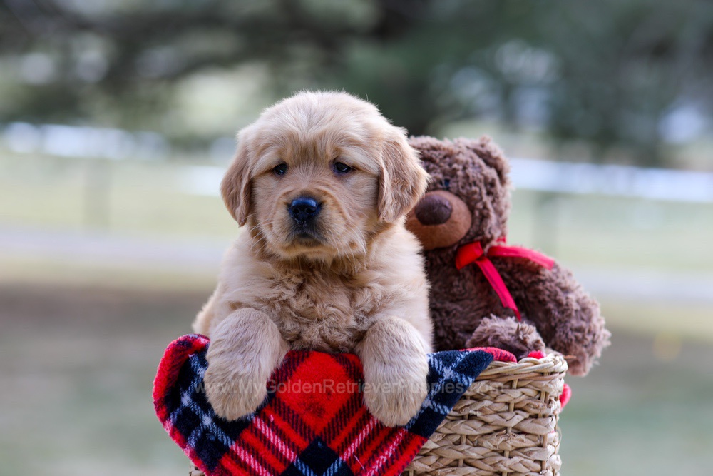 Brittany Image of Brittany, a Golden Retriever puppy
