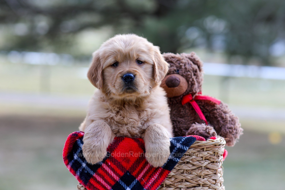 Brittany Image of Brittany, a Golden Retriever puppy
