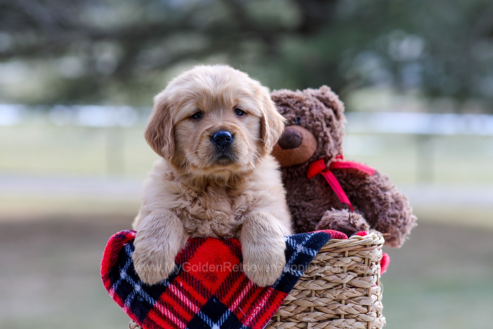 Brittany Image of Brittany, a Golden Retriever puppy