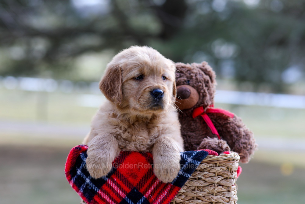 Brittany Image of Brittany, a Golden Retriever puppy