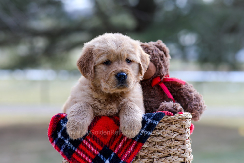 Brittany Image of Brittany, a Golden Retriever puppy