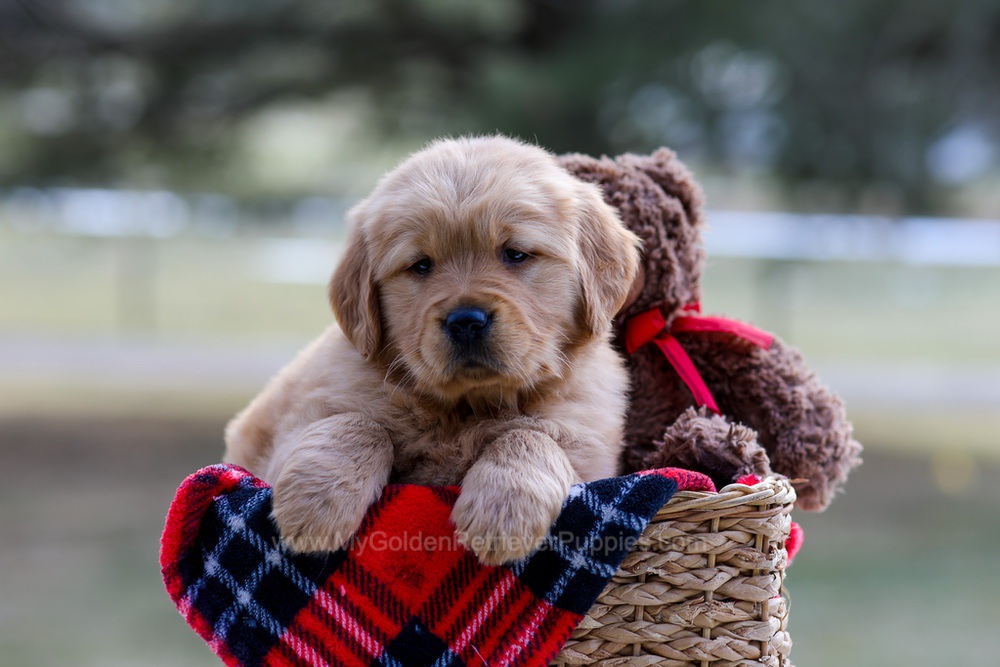 Brittany Image of Brittany, a Golden Retriever puppy