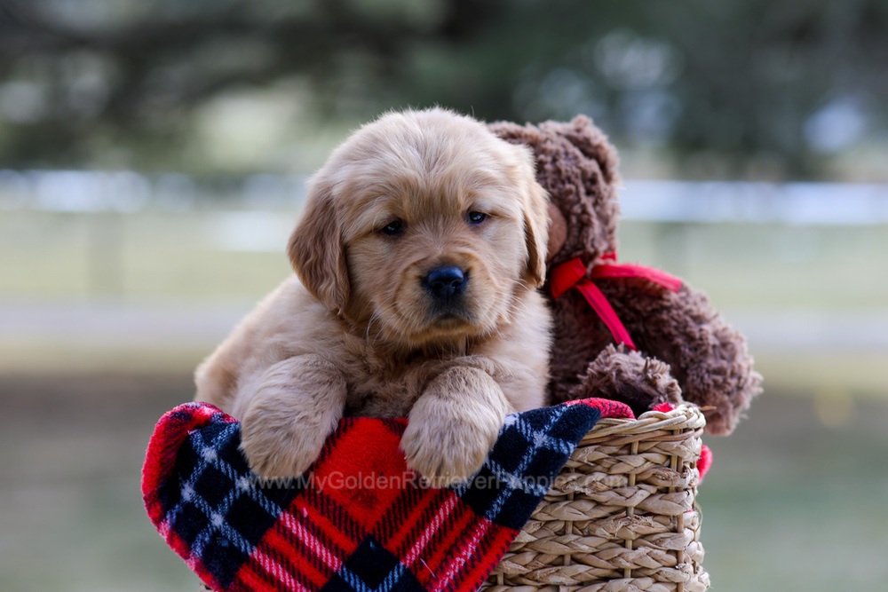 Brittany Image of Brittany, a Golden Retriever puppy