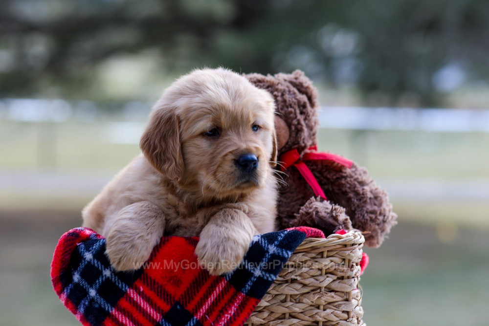 Brittany Image of Brittany, a Golden Retriever puppy