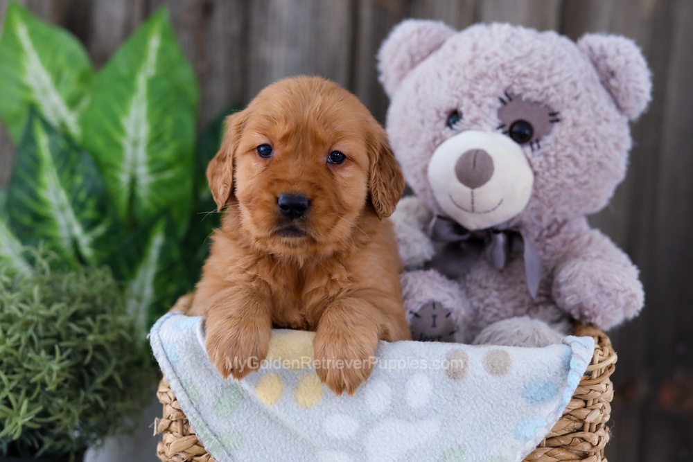 Button Image of Button, a Golden Retriever puppy