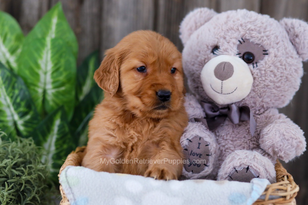 Button Image of Button, a Golden Retriever puppy