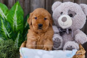 Button Image of Button, a Golden Retriever puppy