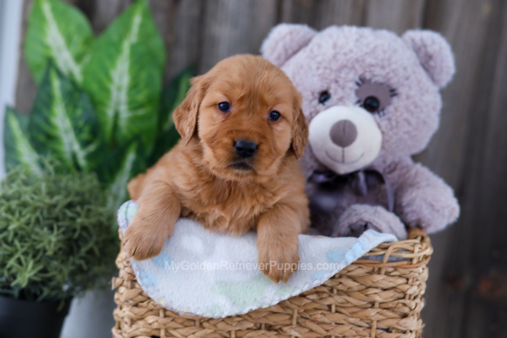 Button Image of Button, a Golden Retriever puppy