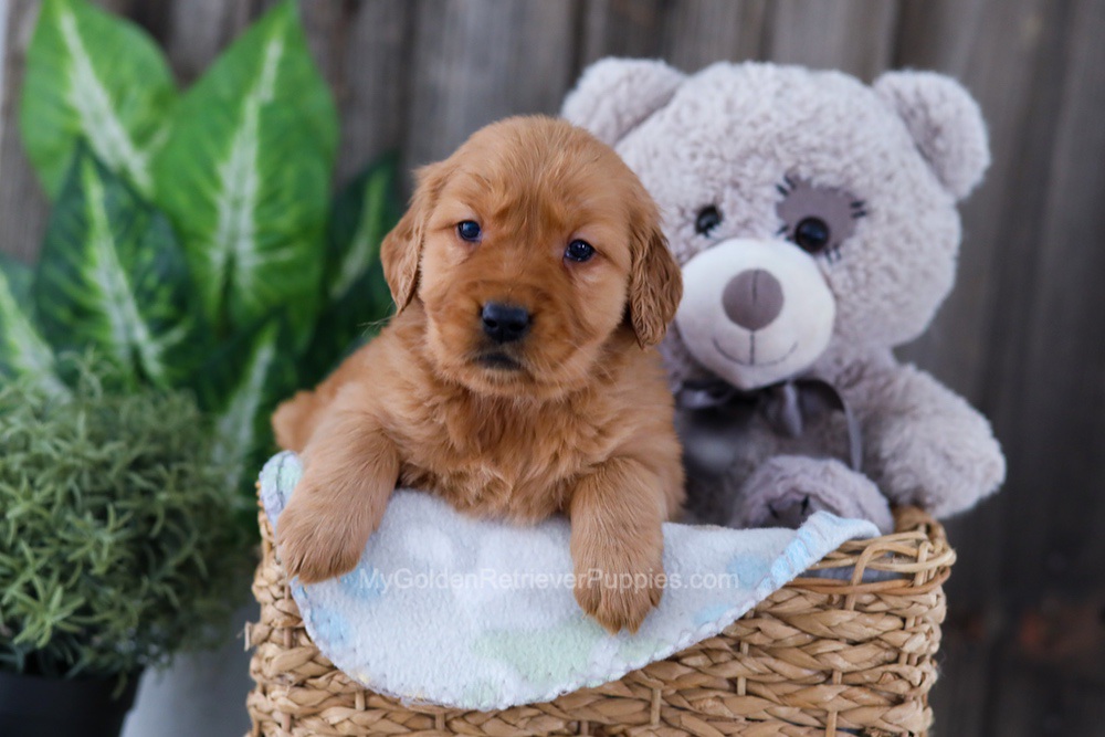 Button Image of Button, a Golden Retriever puppy