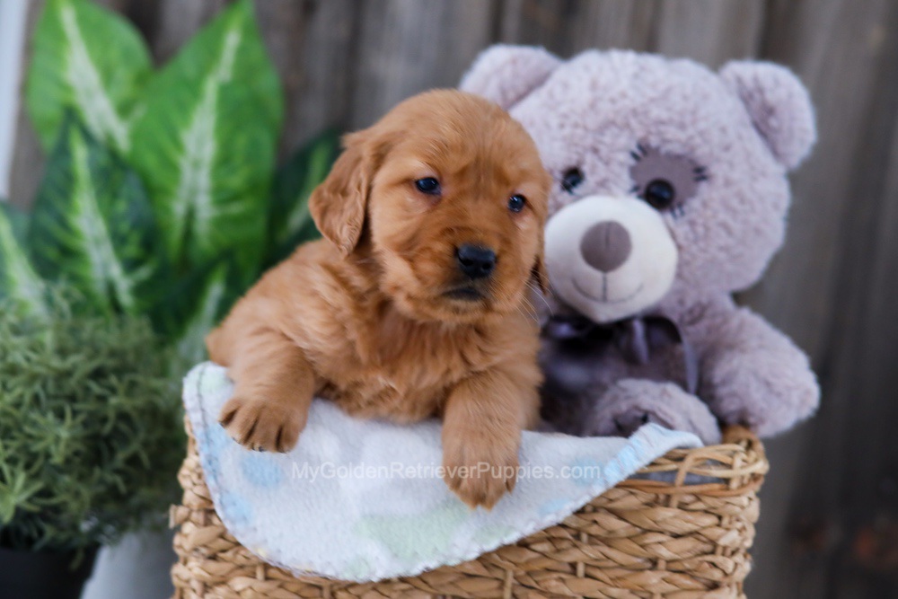Button Image of Button, a Golden Retriever puppy