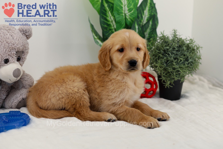 Caddie Image of Caddie, a Golden Retriever puppy
