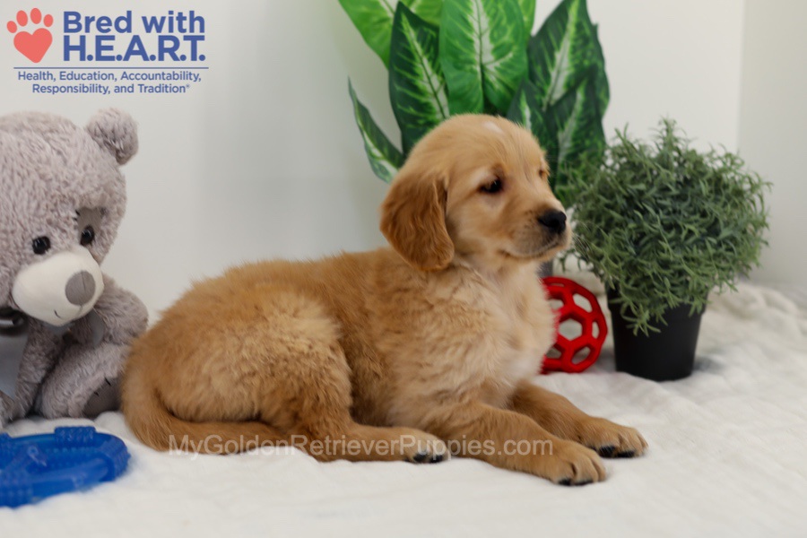 Caddie Image of Caddie, a Golden Retriever puppy