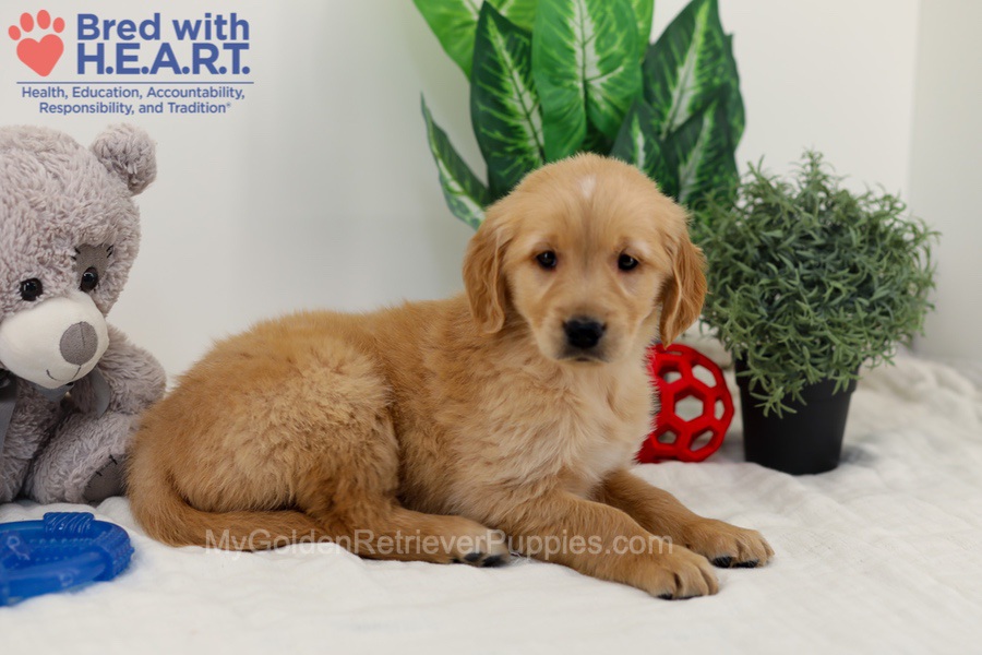 Caddie Image of Caddie, a Golden Retriever puppy