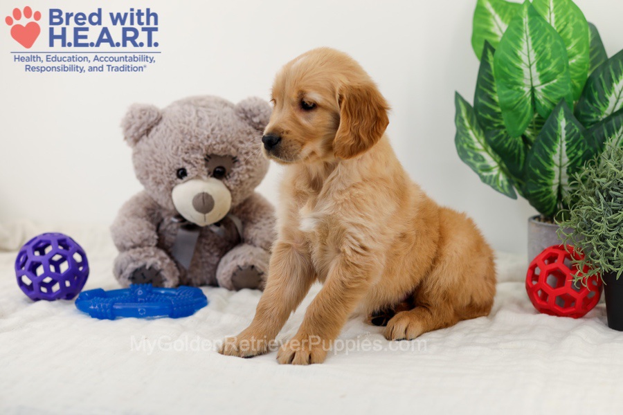 Caddie Image of Caddie, a Golden Retriever puppy
