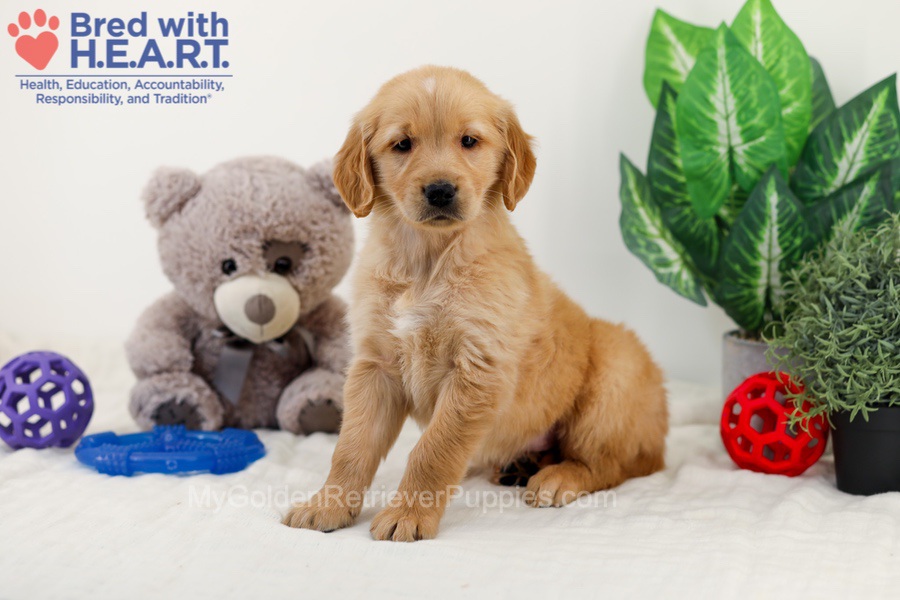 Caddie Image of Caddie, a Golden Retriever puppy