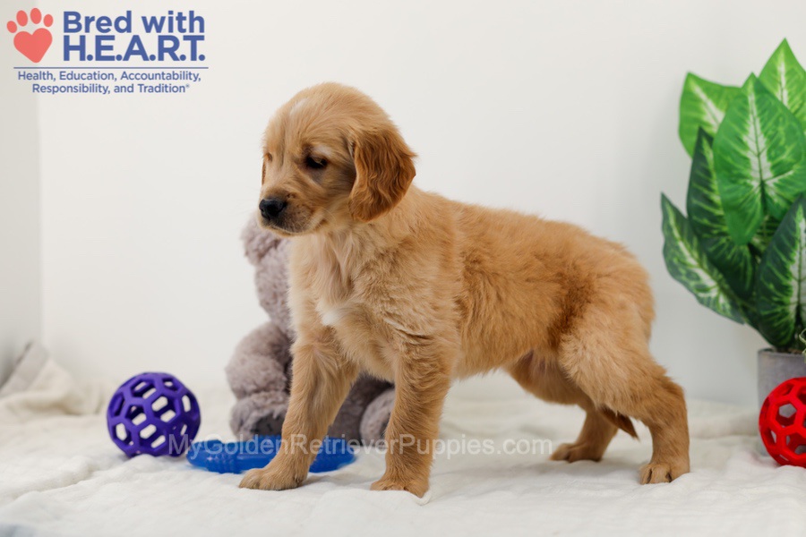 Caddie Image of Caddie, a Golden Retriever puppy