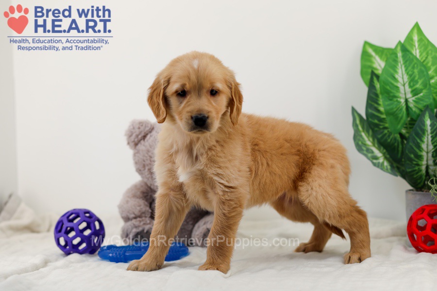 Caddie Image of Caddie, a Golden Retriever puppy