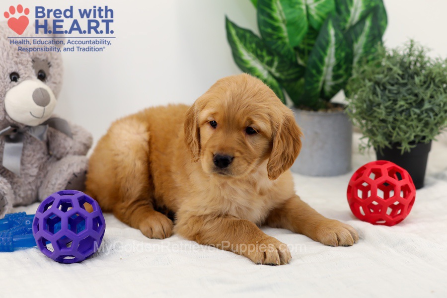 Cara Image of Cara, a Golden Retriever puppy