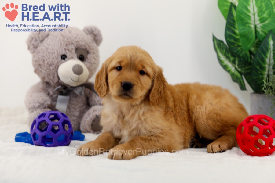 Cara Image of Cara, a Golden Retriever puppy