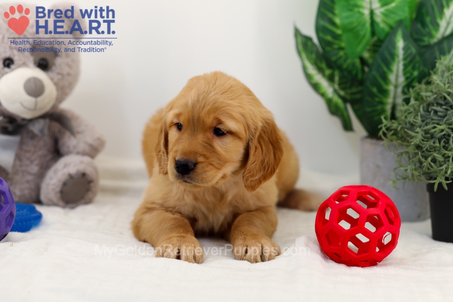 Cara Image of Cara, a Golden Retriever puppy