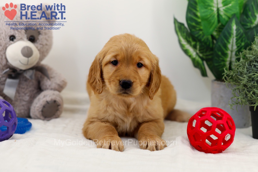 Cara Image of Cara, a Golden Retriever puppy