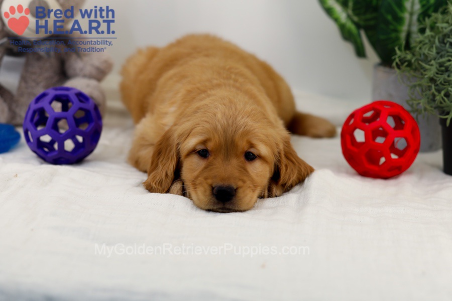 Cara Image of Cara, a Golden Retriever puppy