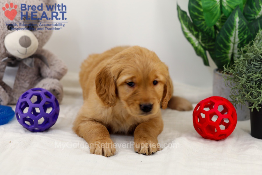 Cara Image of Cara, a Golden Retriever puppy