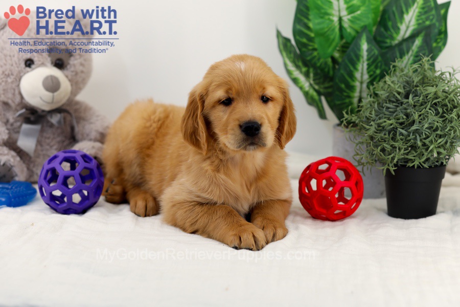 Chase Image of Chase, a Golden Retriever puppy