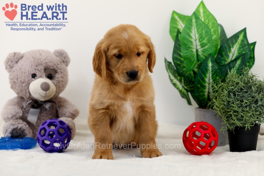 Chase Image of Chase, a Golden Retriever puppy