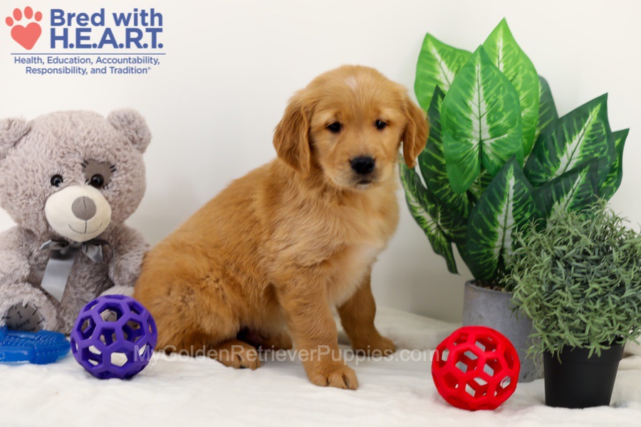 Chase Image of Chase, a Golden Retriever puppy
