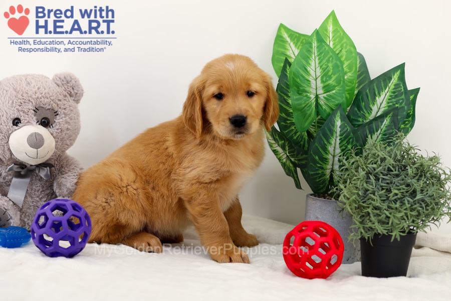 Chase Image of Chase, a Golden Retriever puppy
