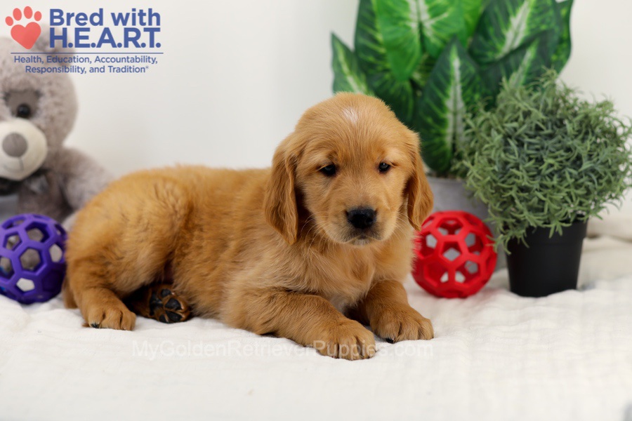 Chase Image of Chase, a Golden Retriever puppy