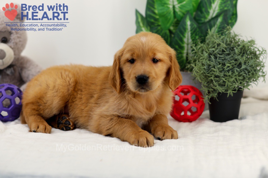 Chase Image of Chase, a Golden Retriever puppy