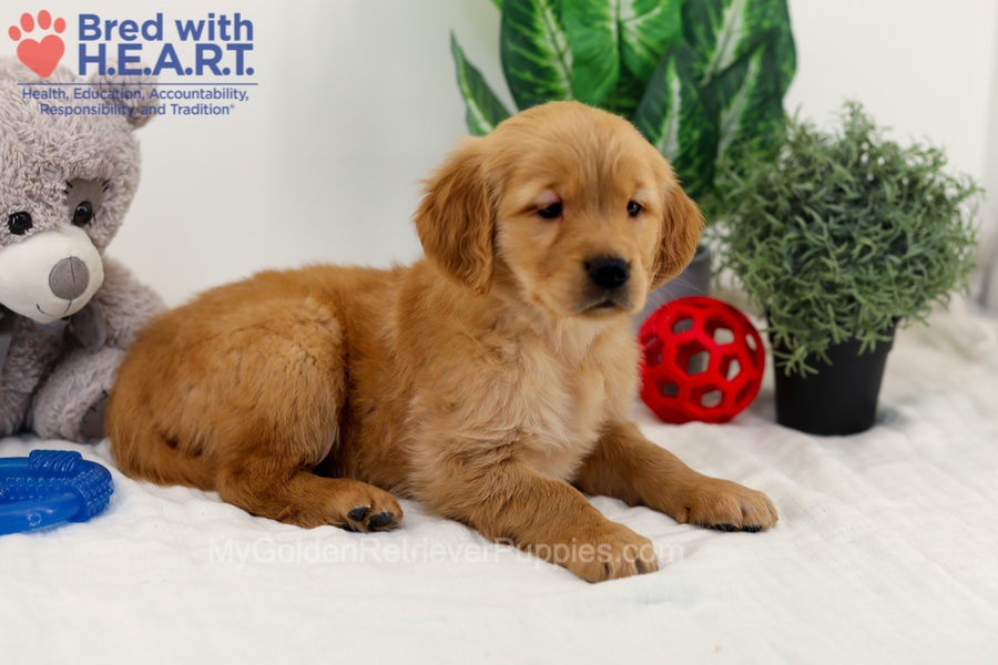 Chico Image of Chico, a Golden Retriever puppy