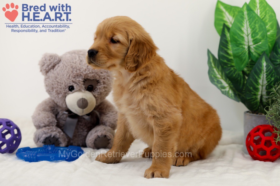 Chico Image of Chico, a Golden Retriever puppy