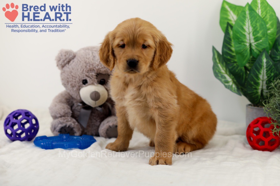 Chico Image of Chico, a Golden Retriever puppy
