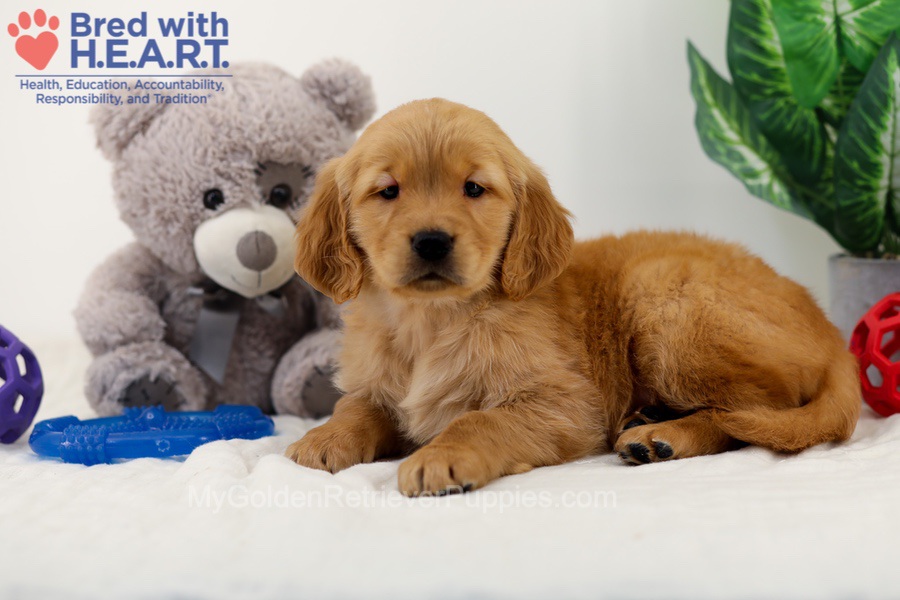Chico Image of Chico, a Golden Retriever puppy