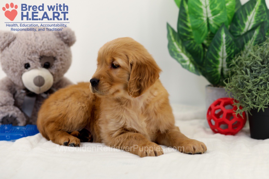 Chico Image of Chico, a Golden Retriever puppy