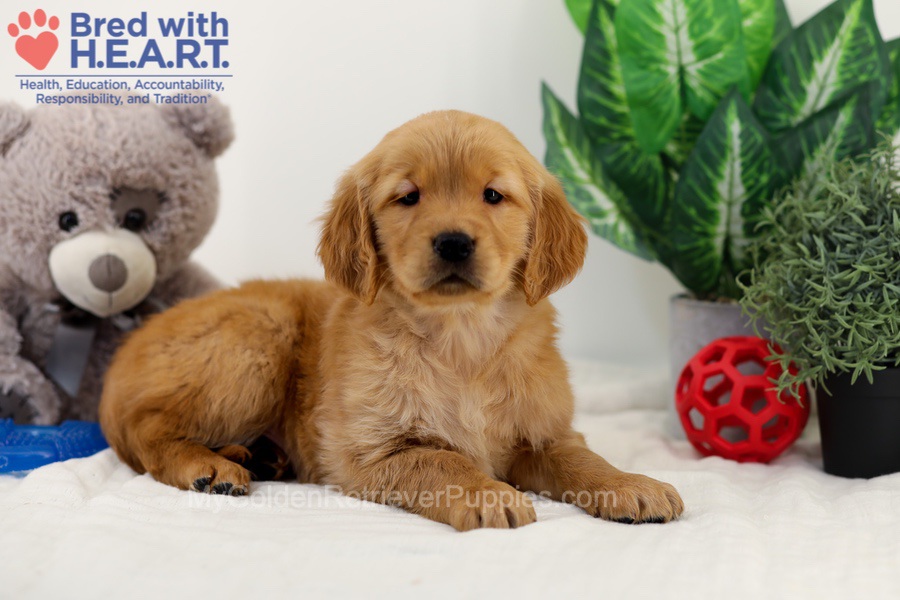 Chico Image of Chico, a Golden Retriever puppy