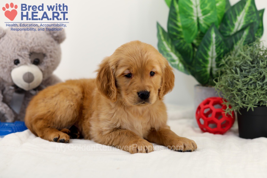 Chico Image of Chico, a Golden Retriever puppy