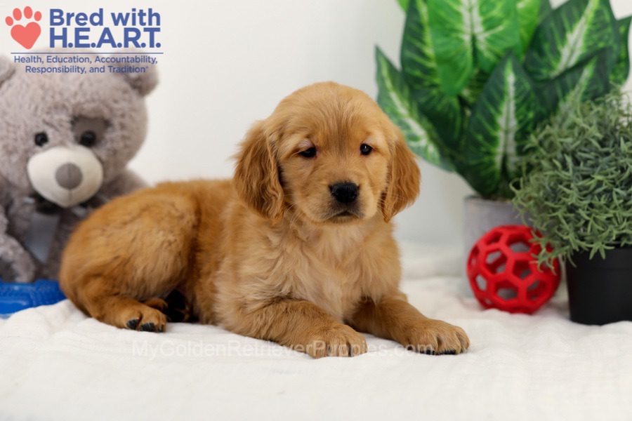 Chico Image of Chico, a Golden Retriever puppy