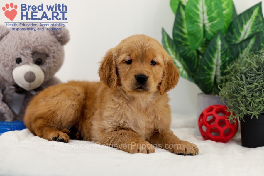 Chico Image of Chico, a Golden Retriever puppy