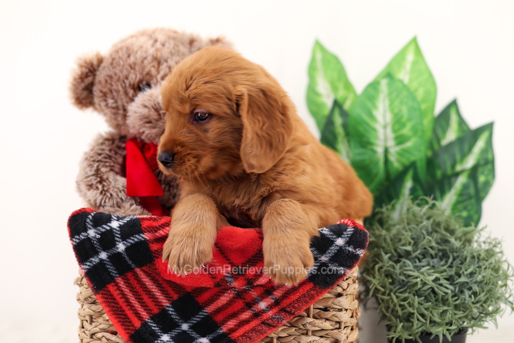 Chief Image of Chief, a Golden Retriever puppy
