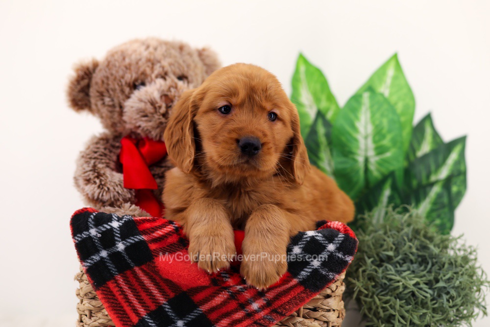 Chief Image of Chief, a Golden Retriever puppy