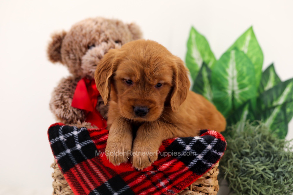 Chief Image of Chief, a Golden Retriever puppy
