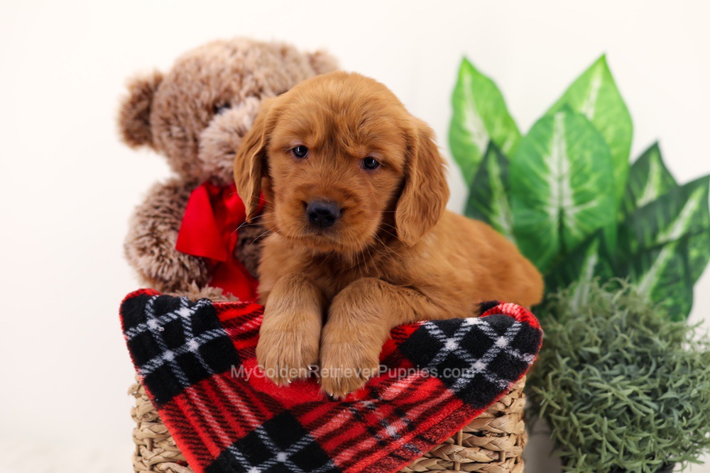Chief Image of Chief, a Golden Retriever puppy