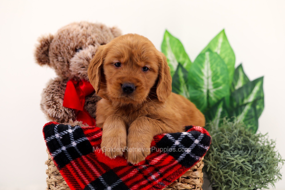 Chief Image of Chief, a Golden Retriever puppy