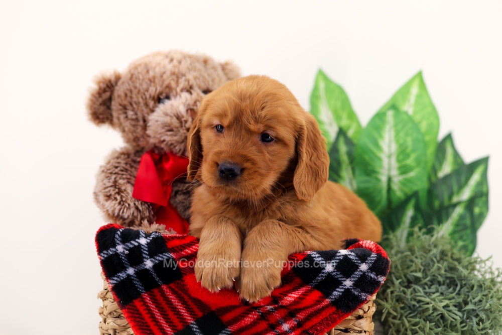 Chief Image of Chief, a Golden Retriever puppy