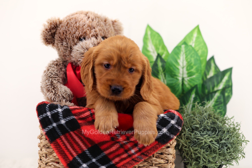 Chief Image of Chief, a Golden Retriever puppy